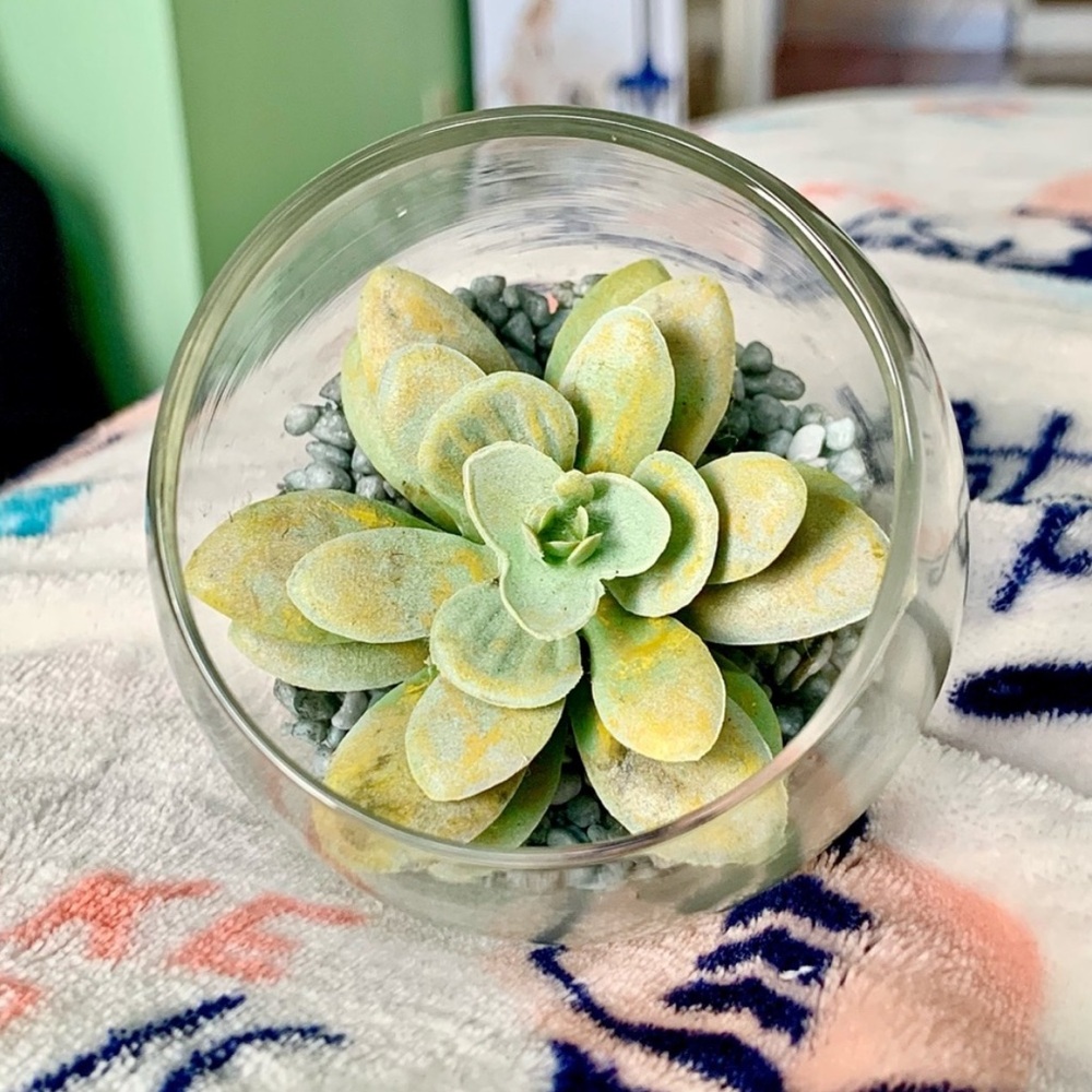 Glass Terrarium Faux Green Succulent Home Cute Mini Decor Accent Art